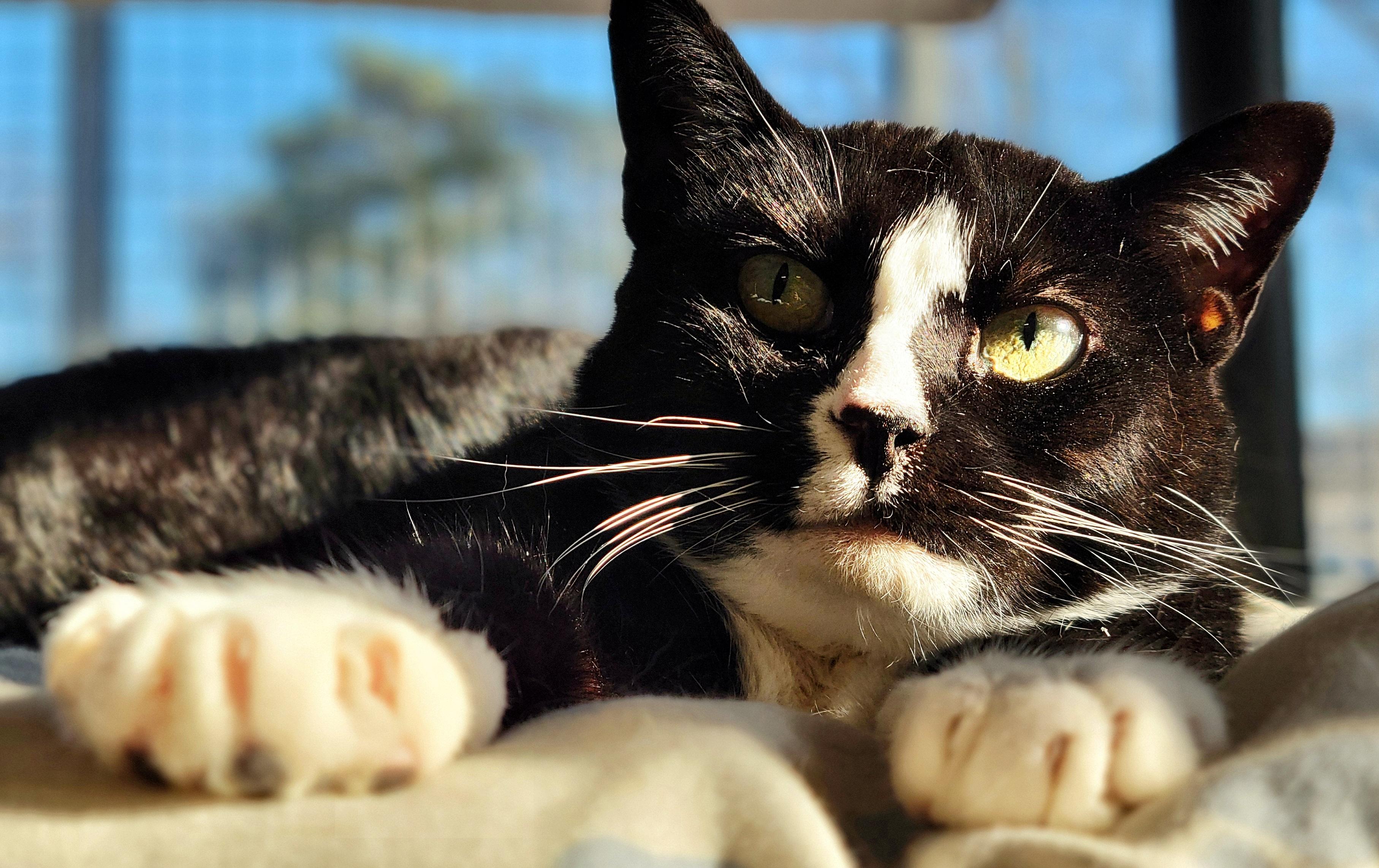 Enlarge 3-120 Truffle, a Adoptable Domestic Short Hair in Amityville, NY image 8/12