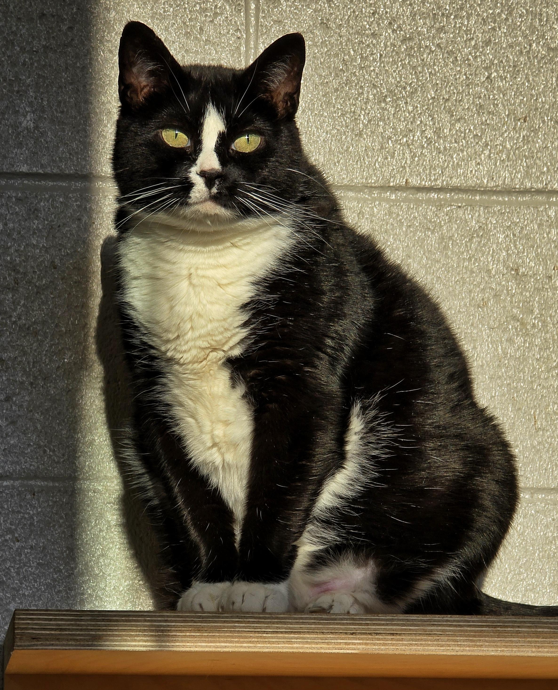 Enlarge 3-120 Truffle, a Adoptable Domestic Short Hair in Amityville, NY image 1/12