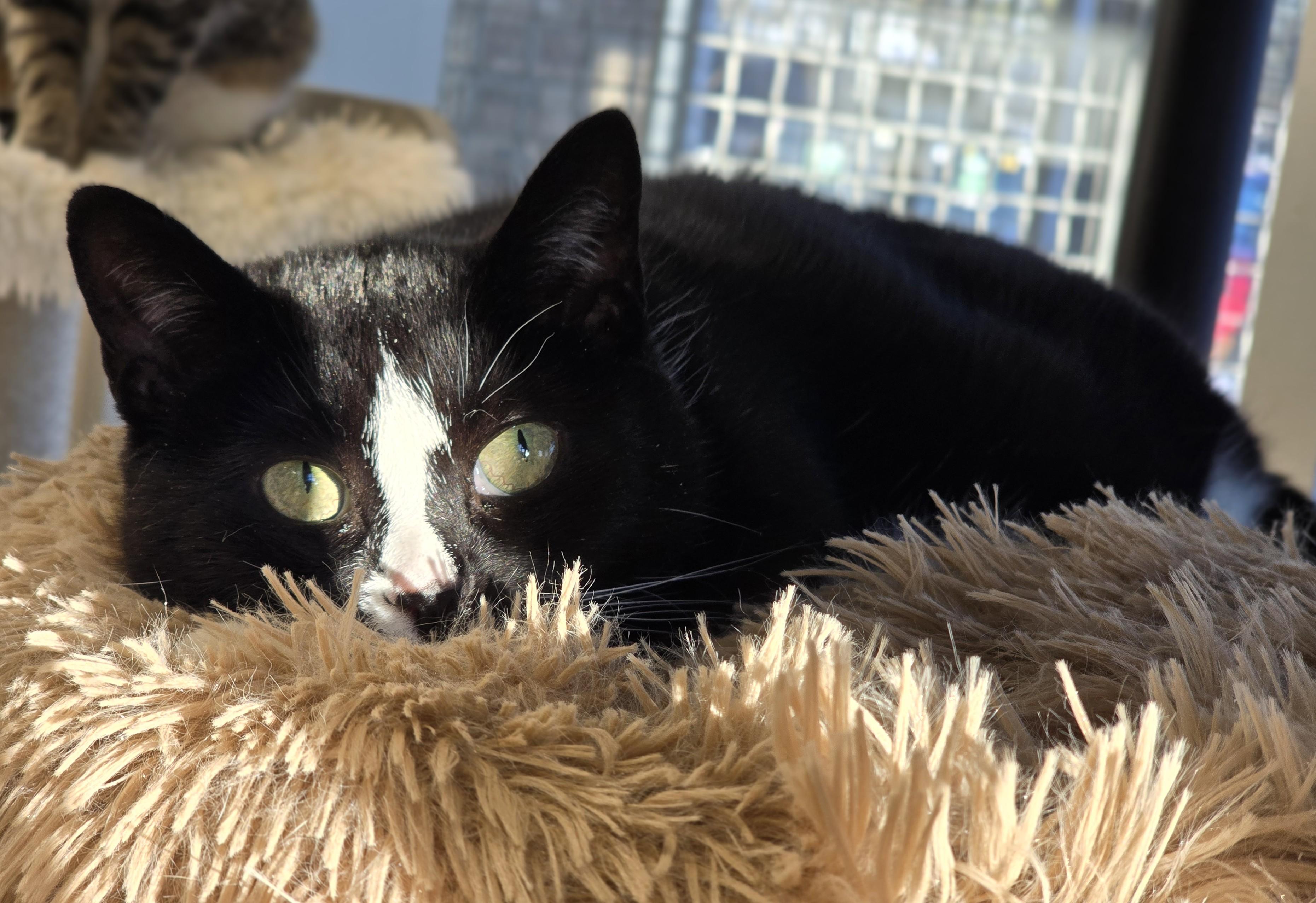 Enlarge 3-120 Truffle, a Adoptable Domestic Short Hair in Amityville, NY image 3/5