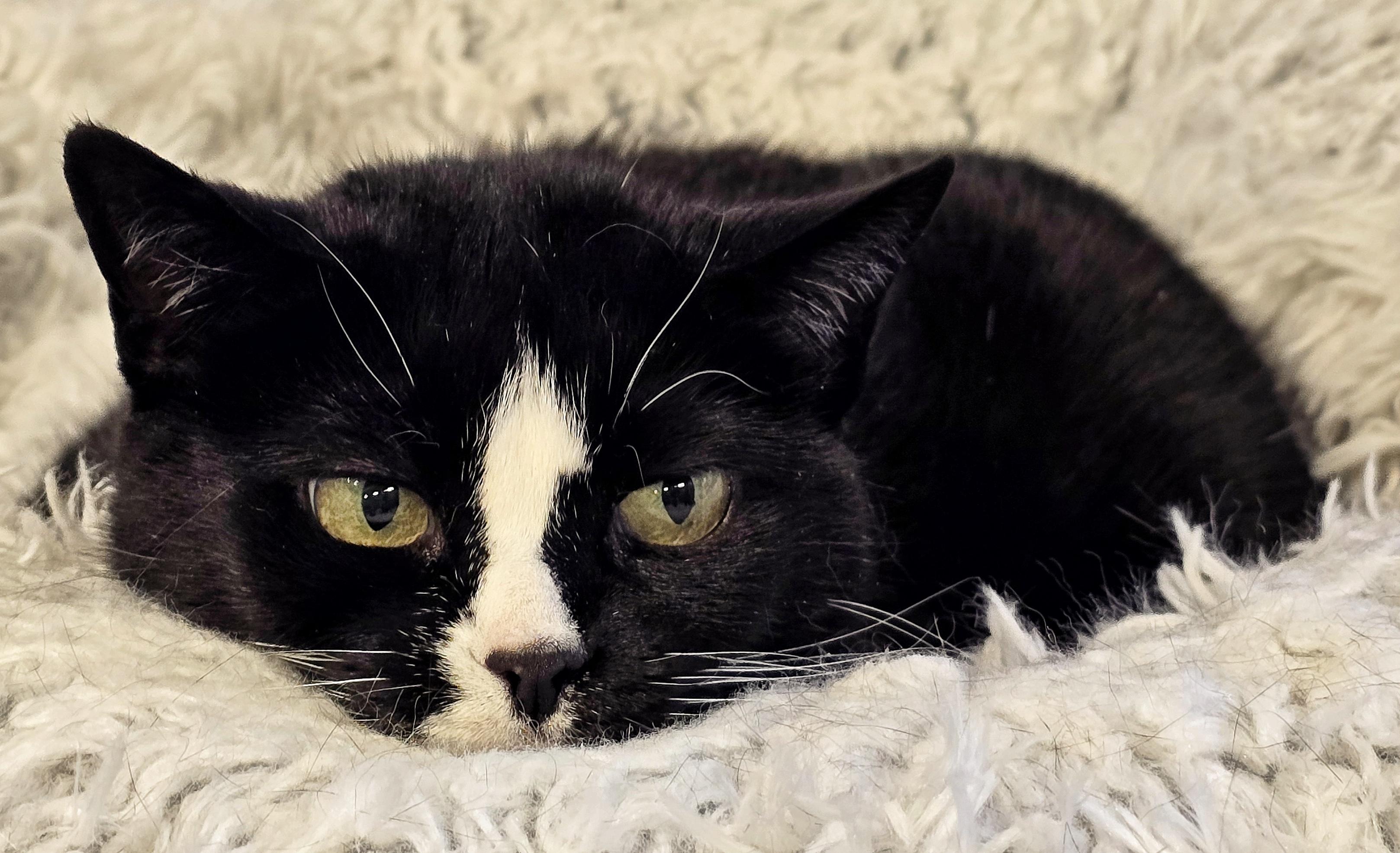 Enlarge 3-120 Truffle, a Adoptable Domestic Short Hair in Amityville, NY image 5/12