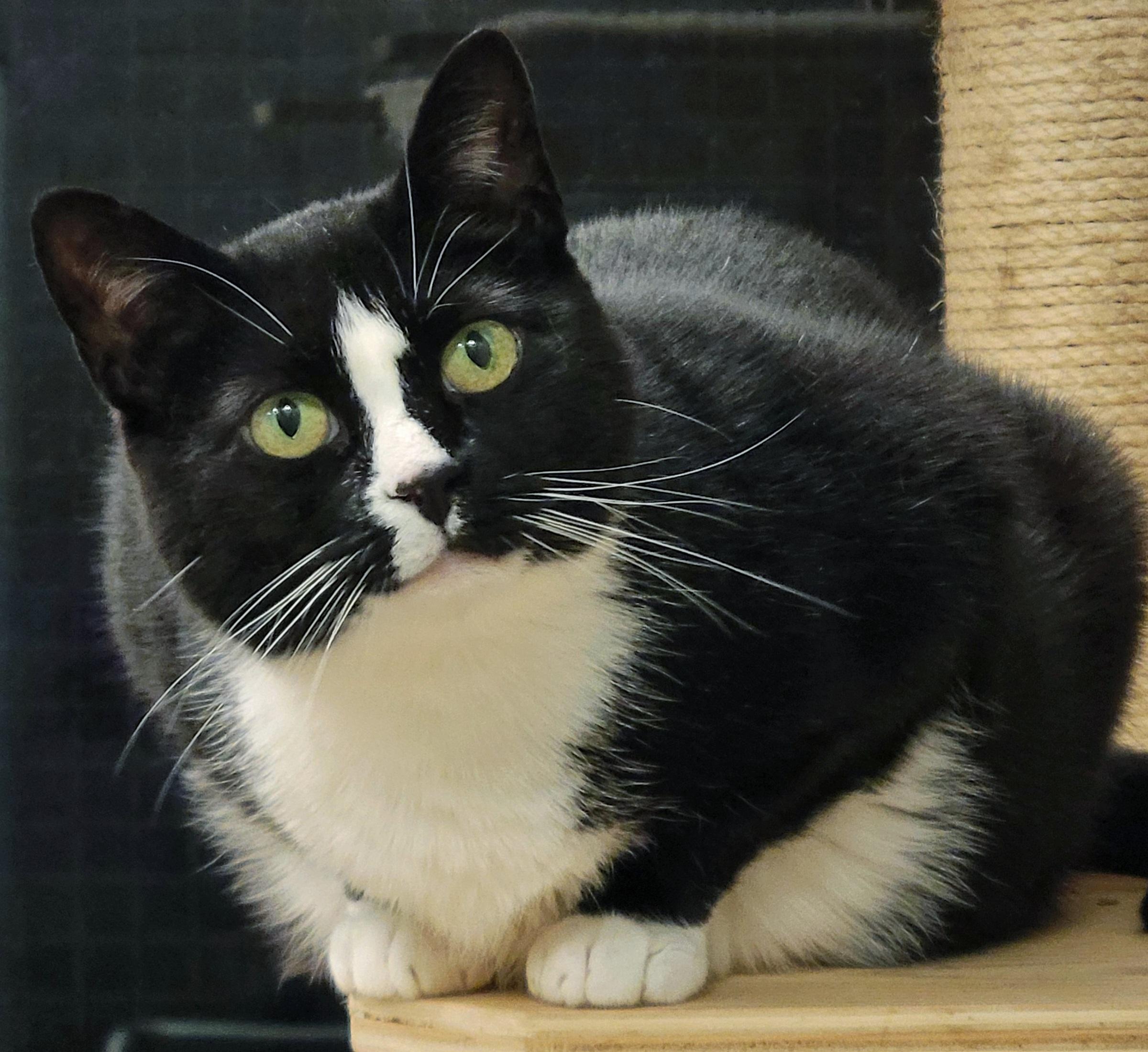 Enlarge 3-120 Truffle, a Adoptable Domestic Short Hair in Amityville, NY image 7/12