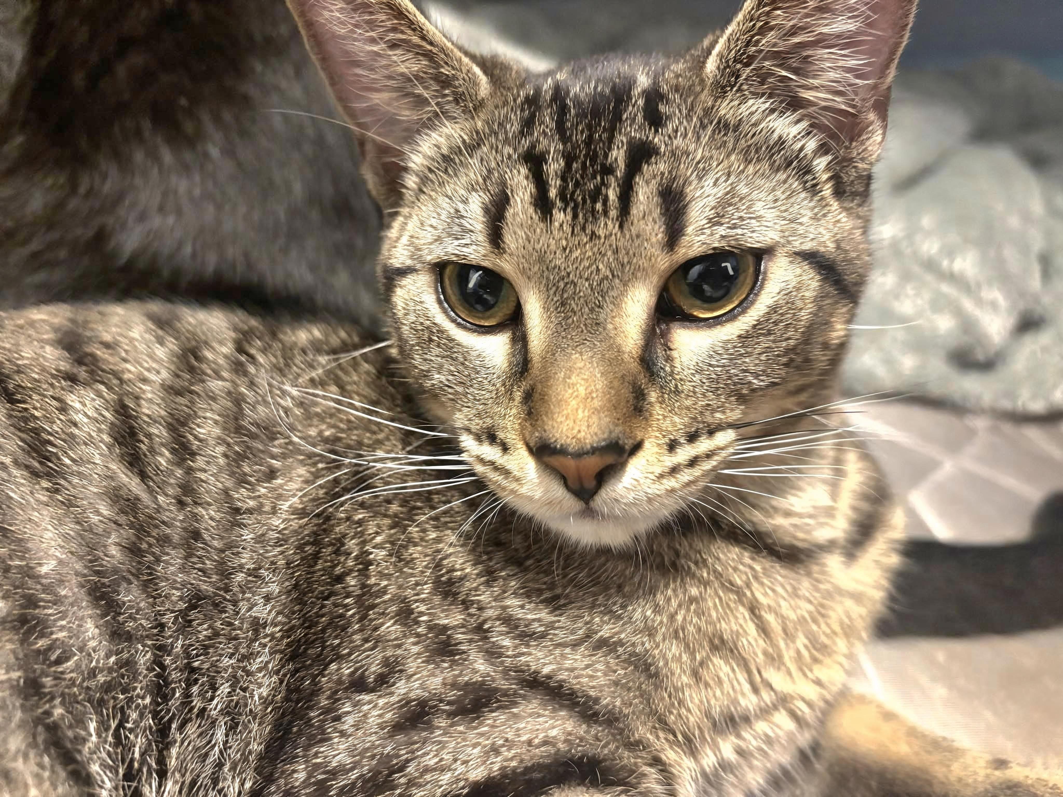Duke Ralph, adopted, Kitten Male Bengal.