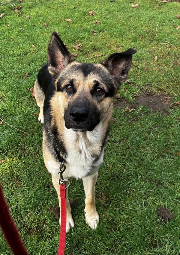 Townsend, Adoptable, Adult Male German Shepherd Dog.