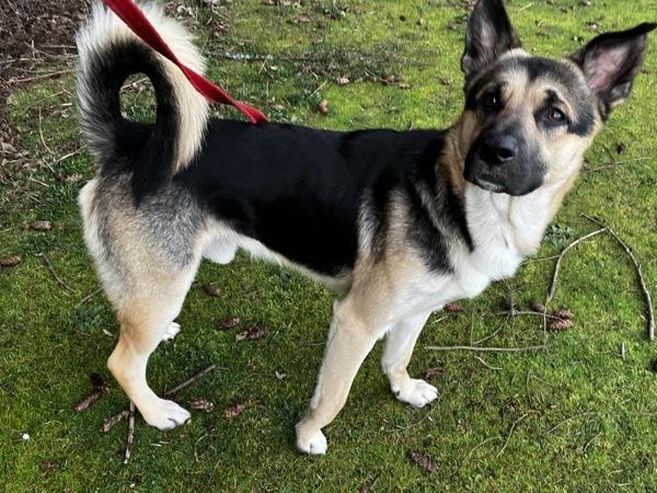 Townsend, a Adoptable mixed breed in Vancouver, WA image 2/6