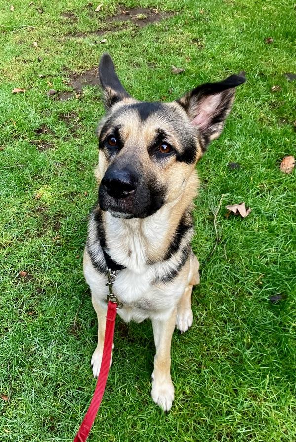 Townsend, a Adoptable mixed breed in Vancouver, WA image 3/6
