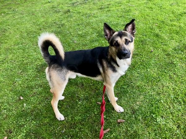 Townsend, a Adoptable mixed breed in Vancouver, WA image 4/6