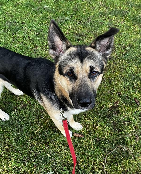 Townsend, a Adoptable mixed breed in Vancouver, WA image 5/6