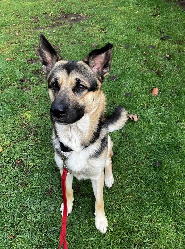 Townsend, a Adoptable mixed breed in Vancouver, WA image 6/6