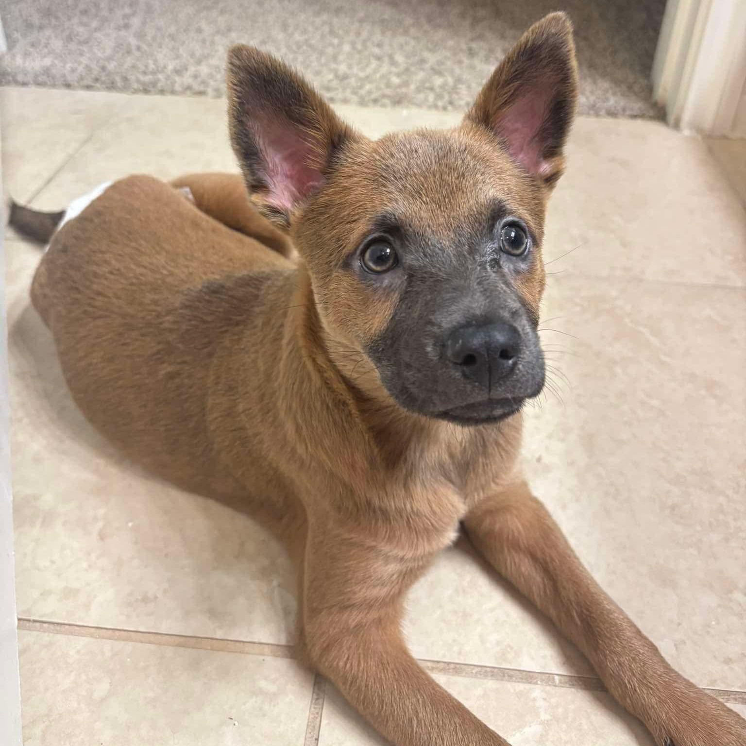 Teddie, Adopted, Puppy Female Mixed Breed & German Shepherd Dog.