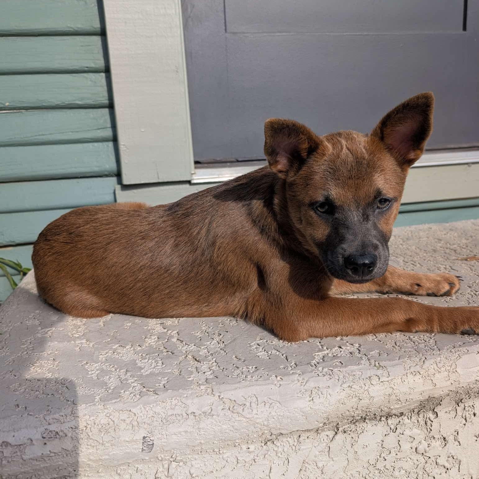 Enlarge Teddie, a Adopted mixed breed in Barkhamsted, CT image 6/6