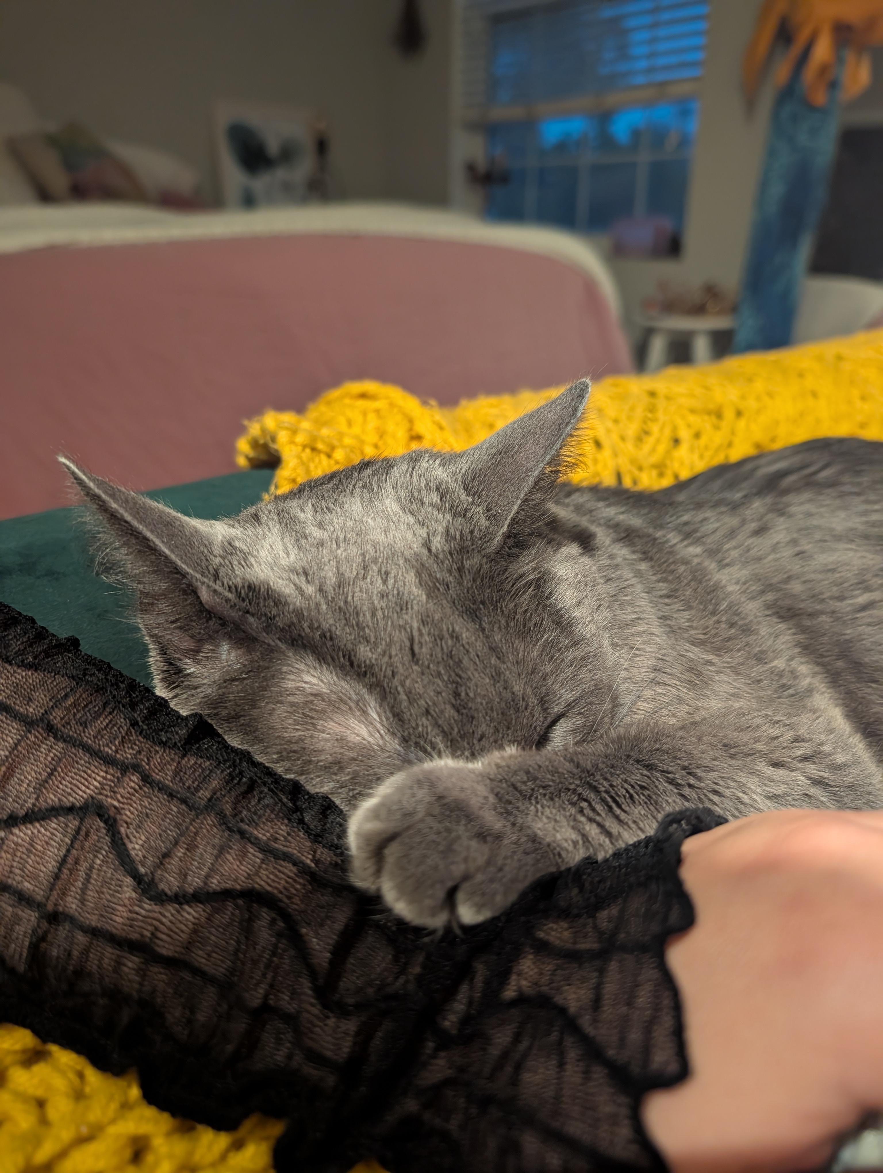 Enlarge Grey Wind, a Adoptable Domestic Short Hair in Los Angeles, CA image 3/6