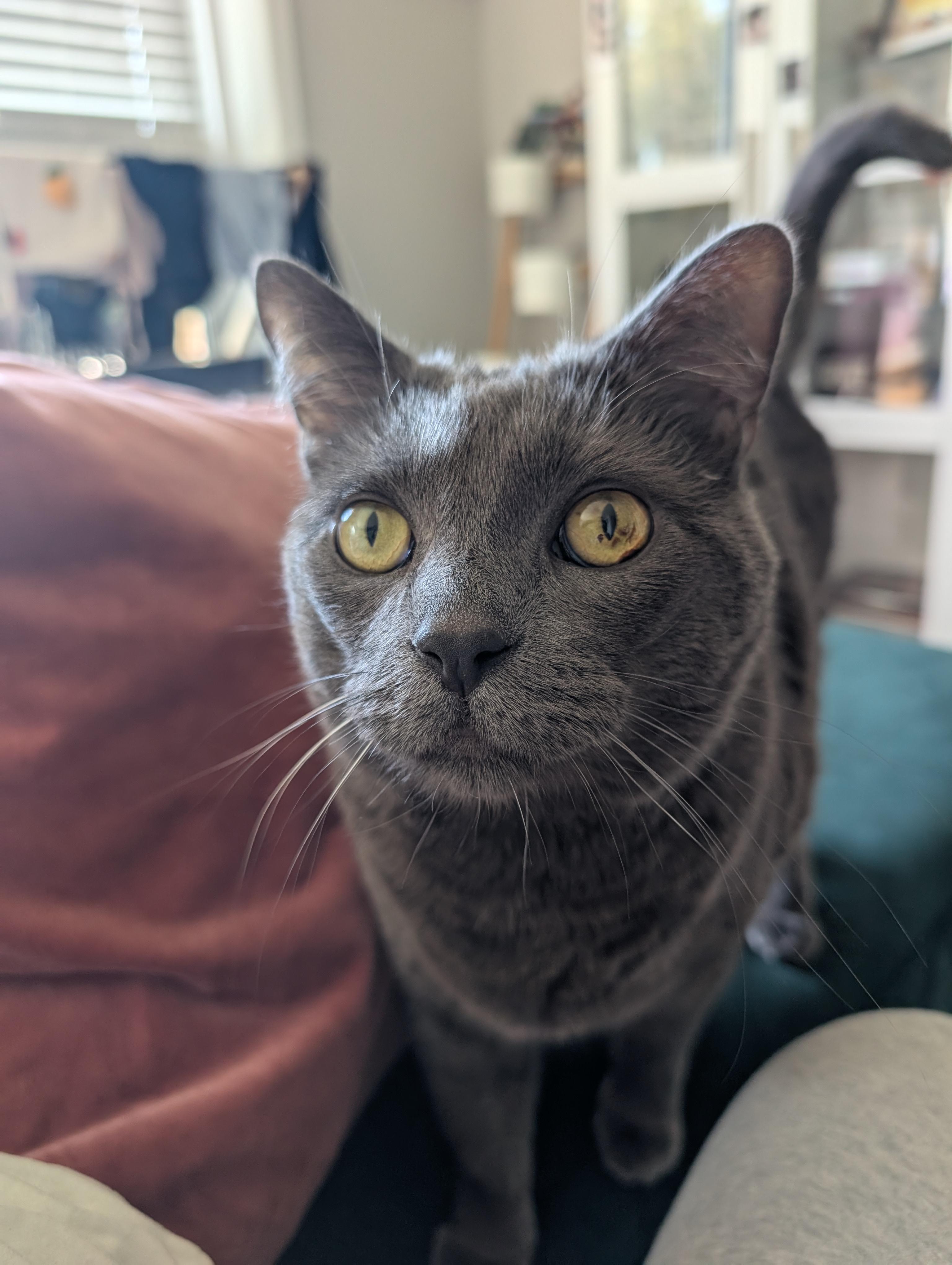 Enlarge Grey Wind, a Adoptable Domestic Short Hair in Los Angeles, CA image 1/6