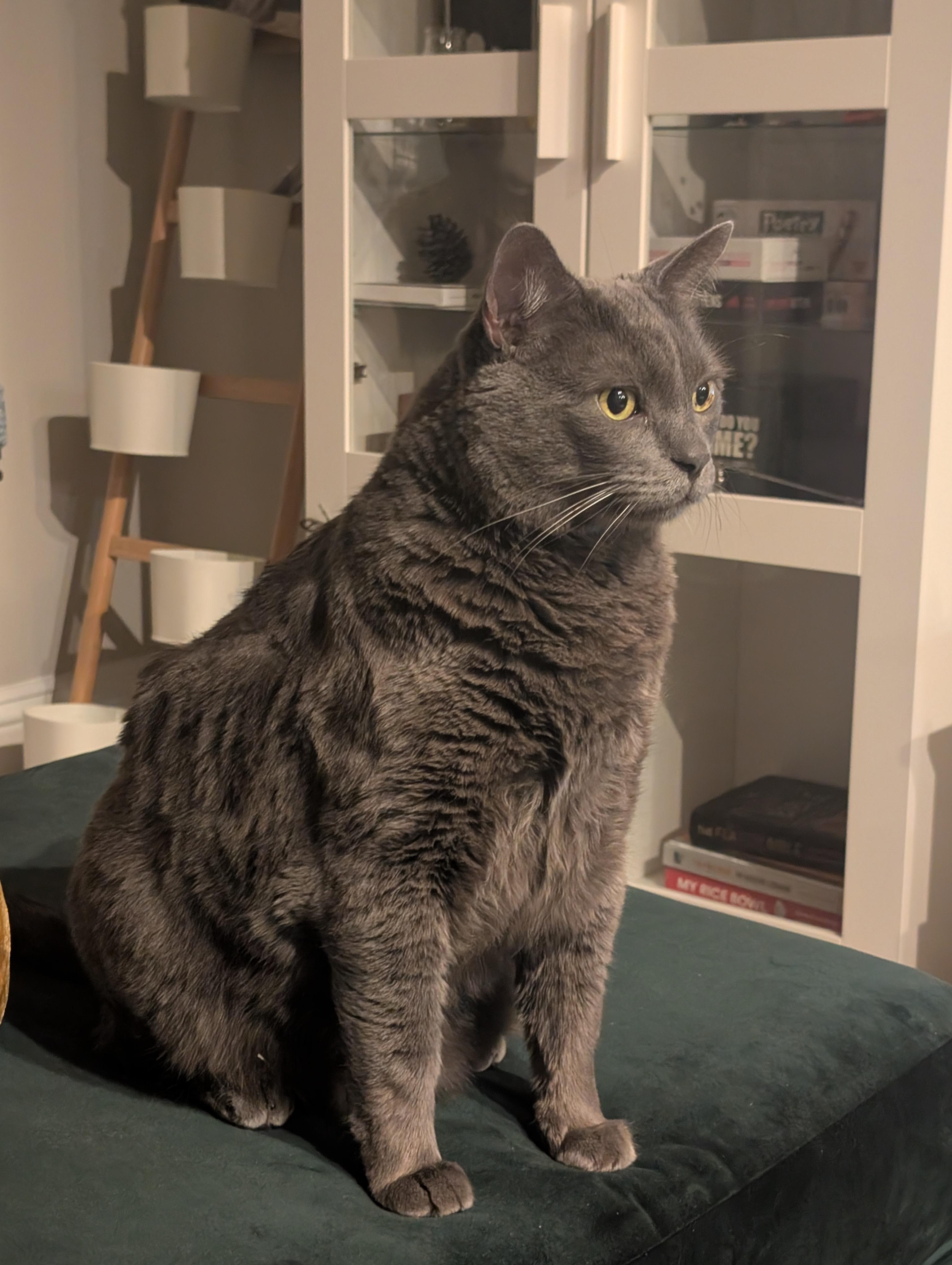 Enlarge Grey Wind, a Adoptable Domestic Short Hair in Los Angeles, CA image 2/6