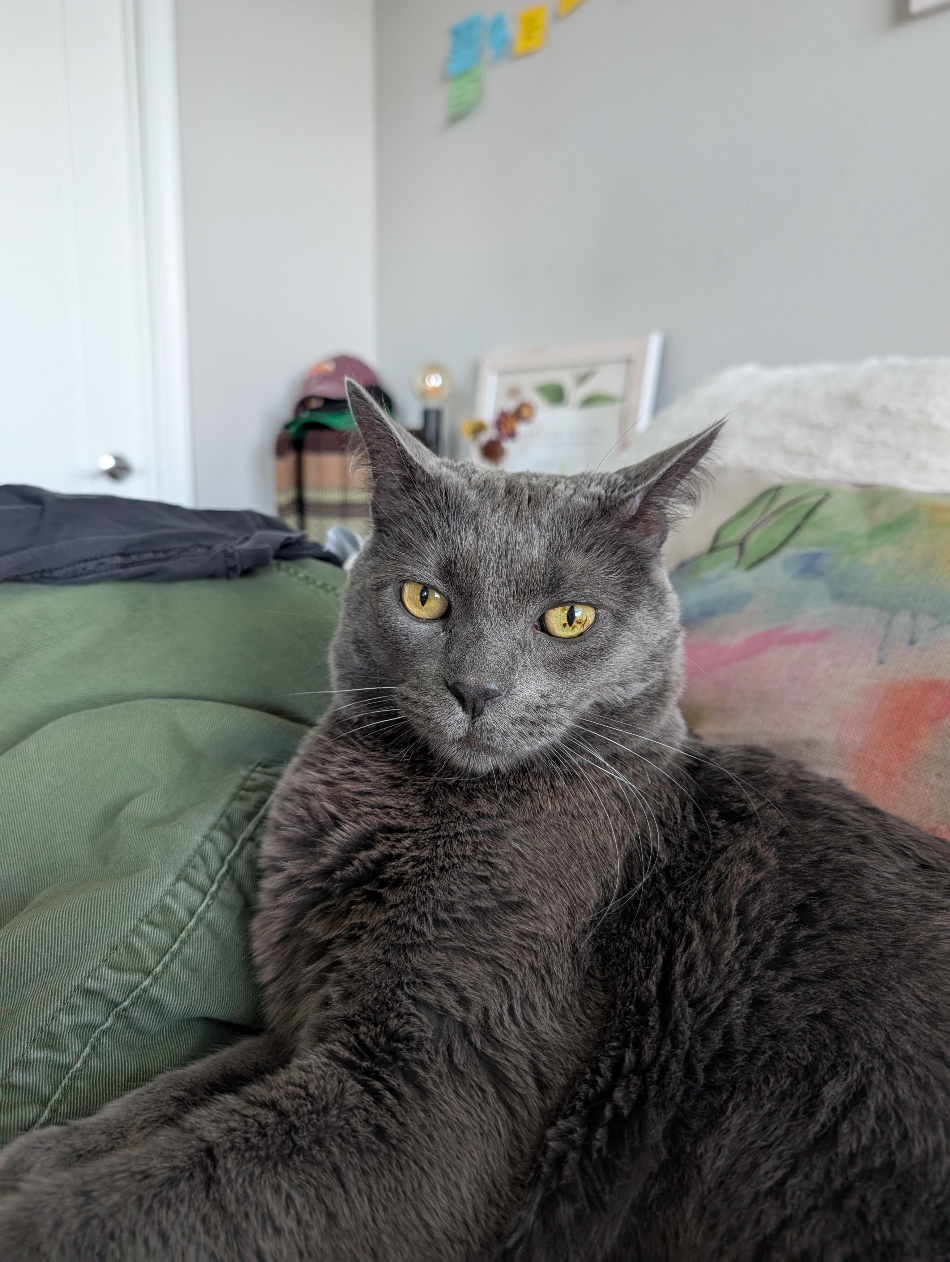 Enlarge Grey Wind, a Adoptable Domestic Short Hair in Los Angeles, CA image 5/6