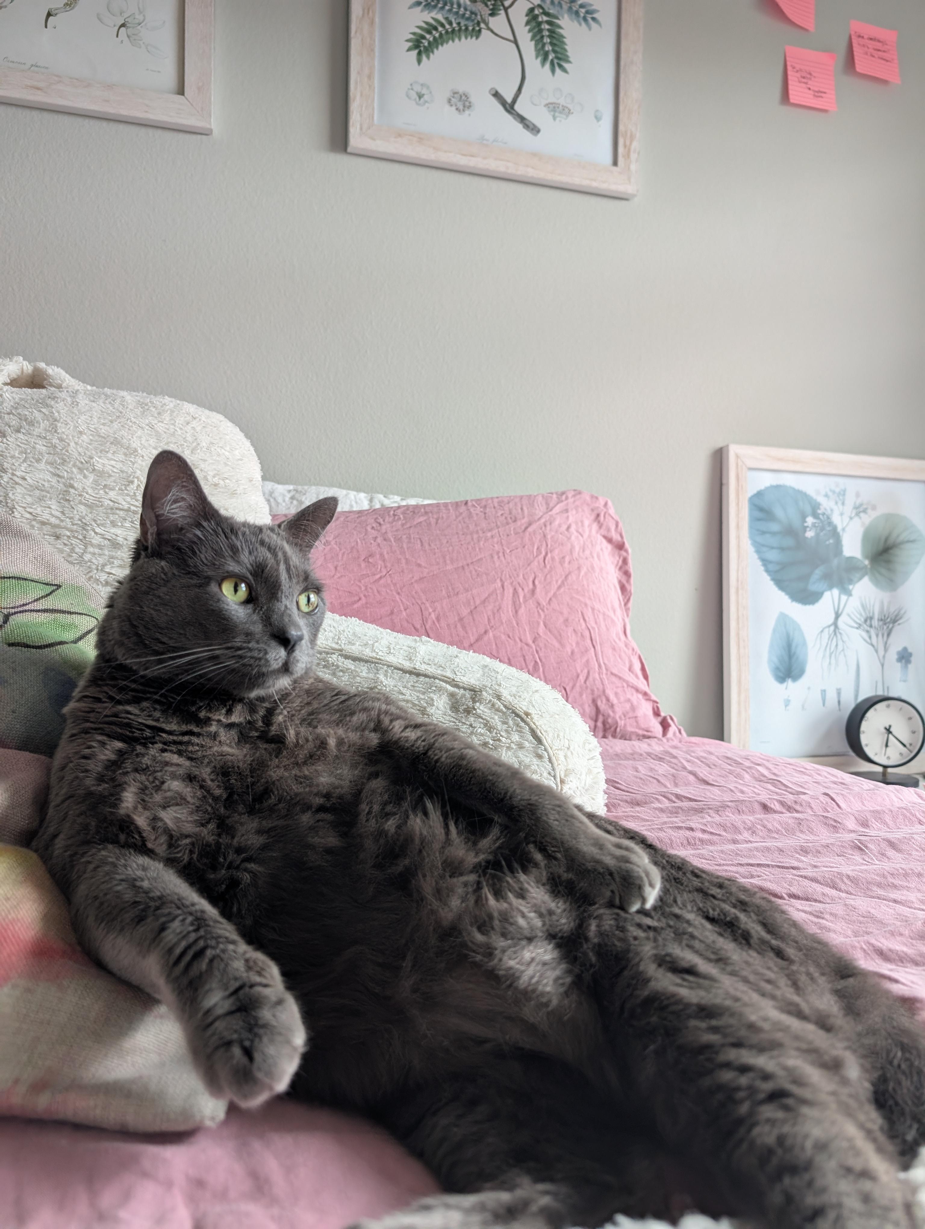 Enlarge Grey Wind, a Adoptable Domestic Short Hair in Los Angeles, CA image 4/6