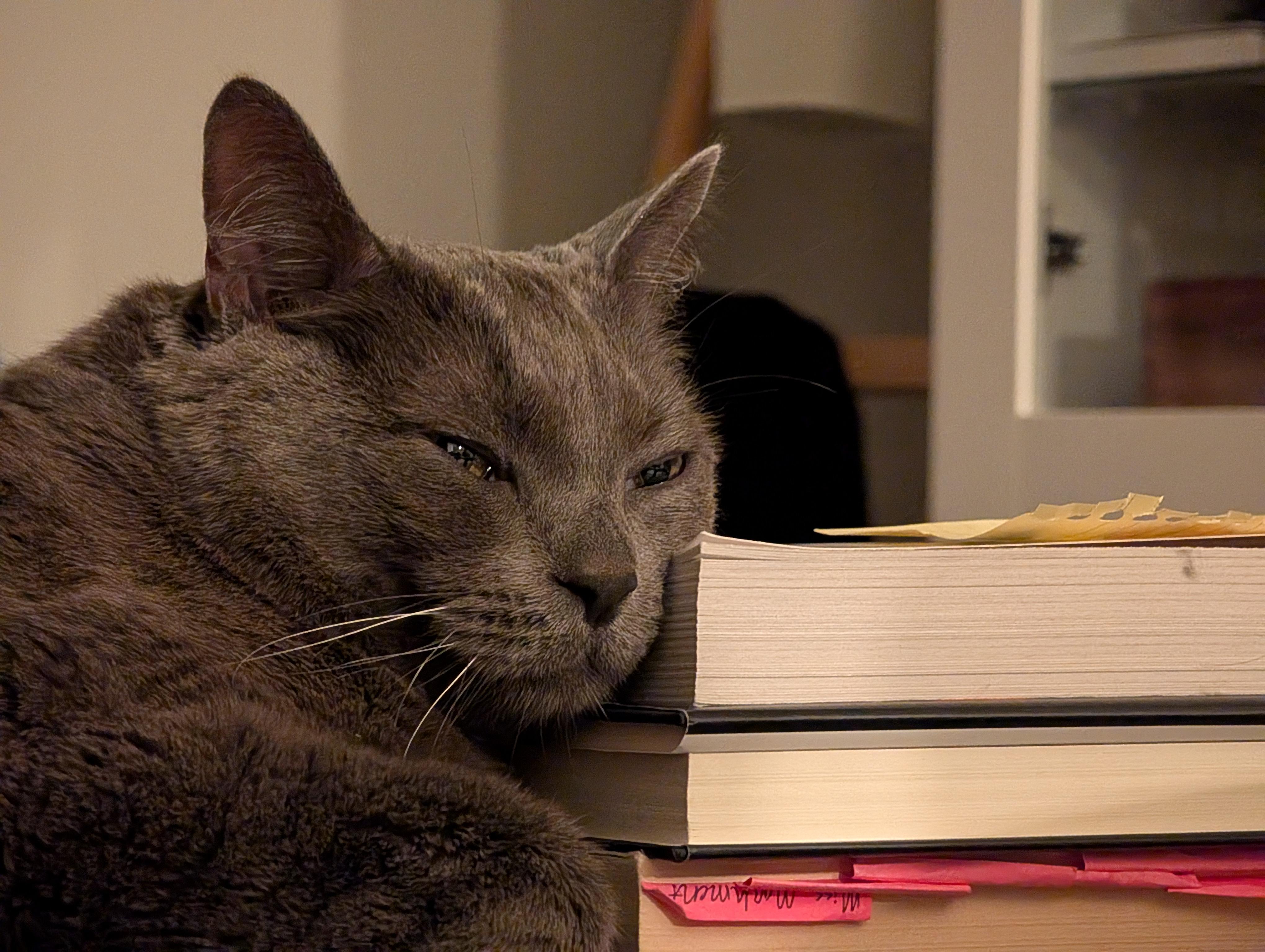 Enlarge Grey Wind, a Adoptable Domestic Short Hair in Los Angeles, CA image 6/6