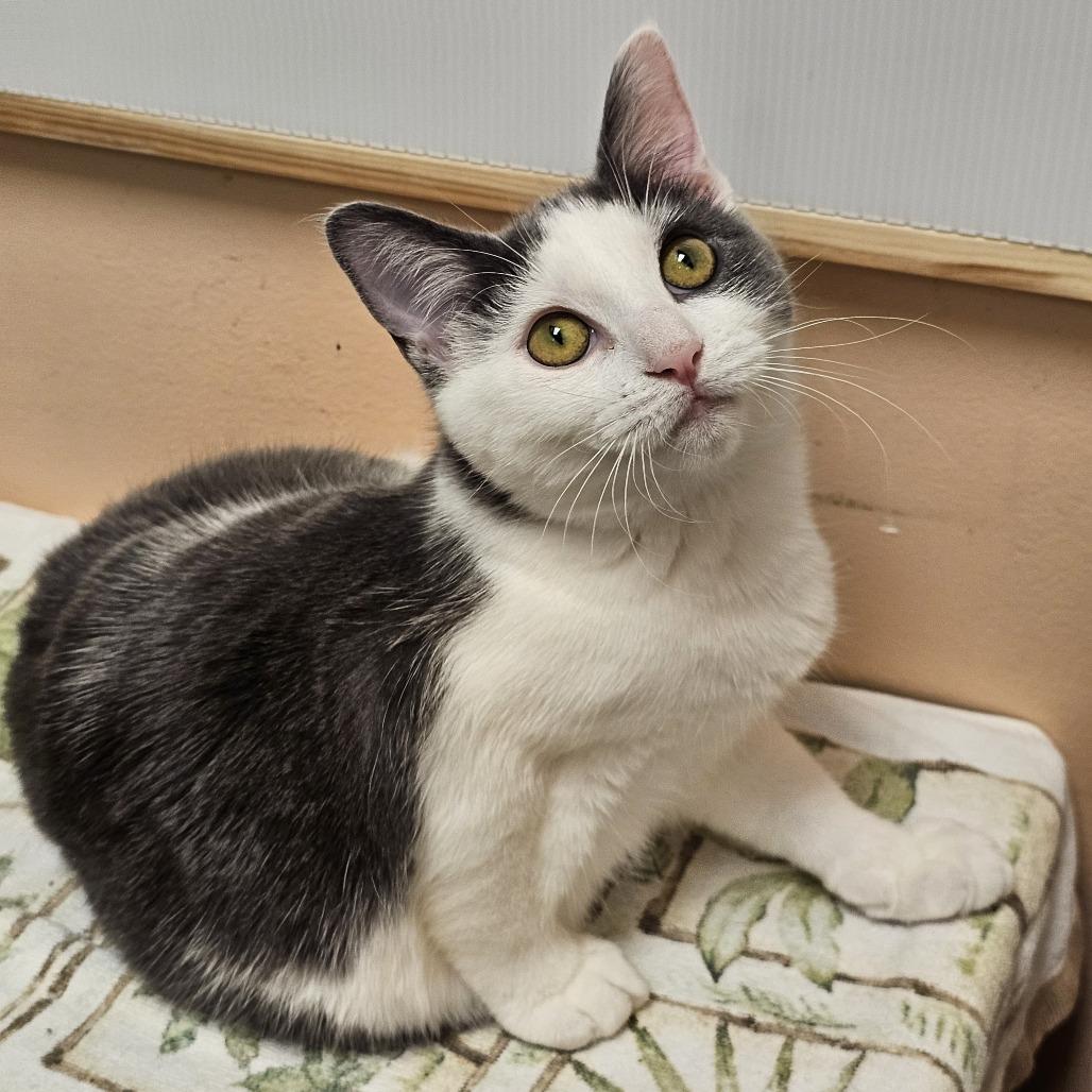 Pea Pod, Adoptable, Kitten Female Domestic Short Hair.