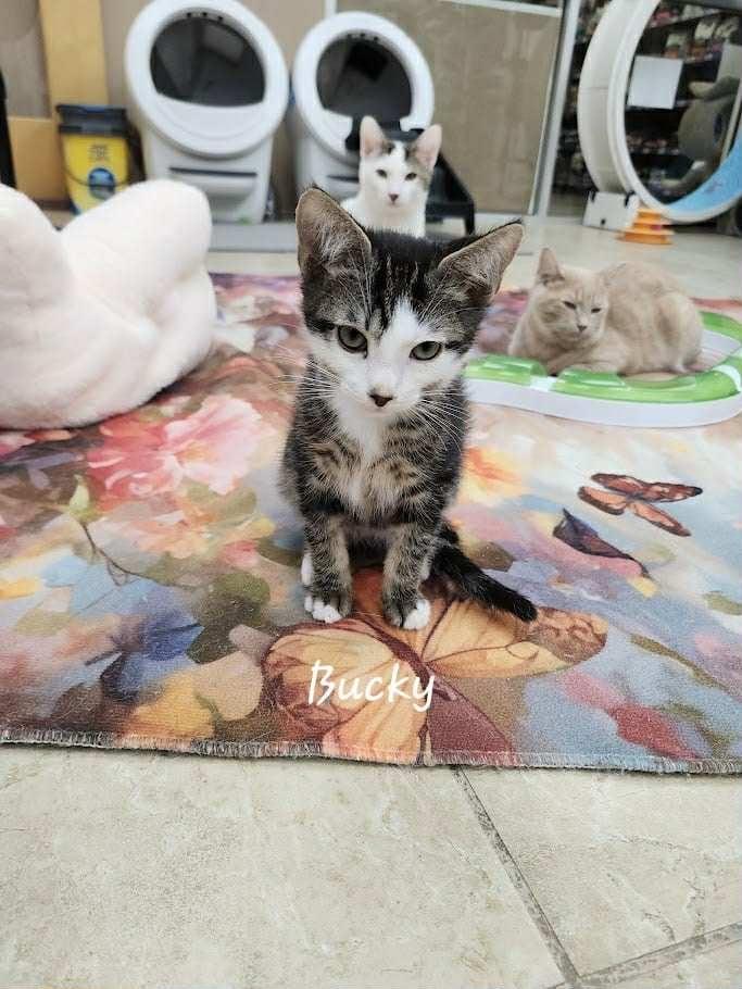 Bucky