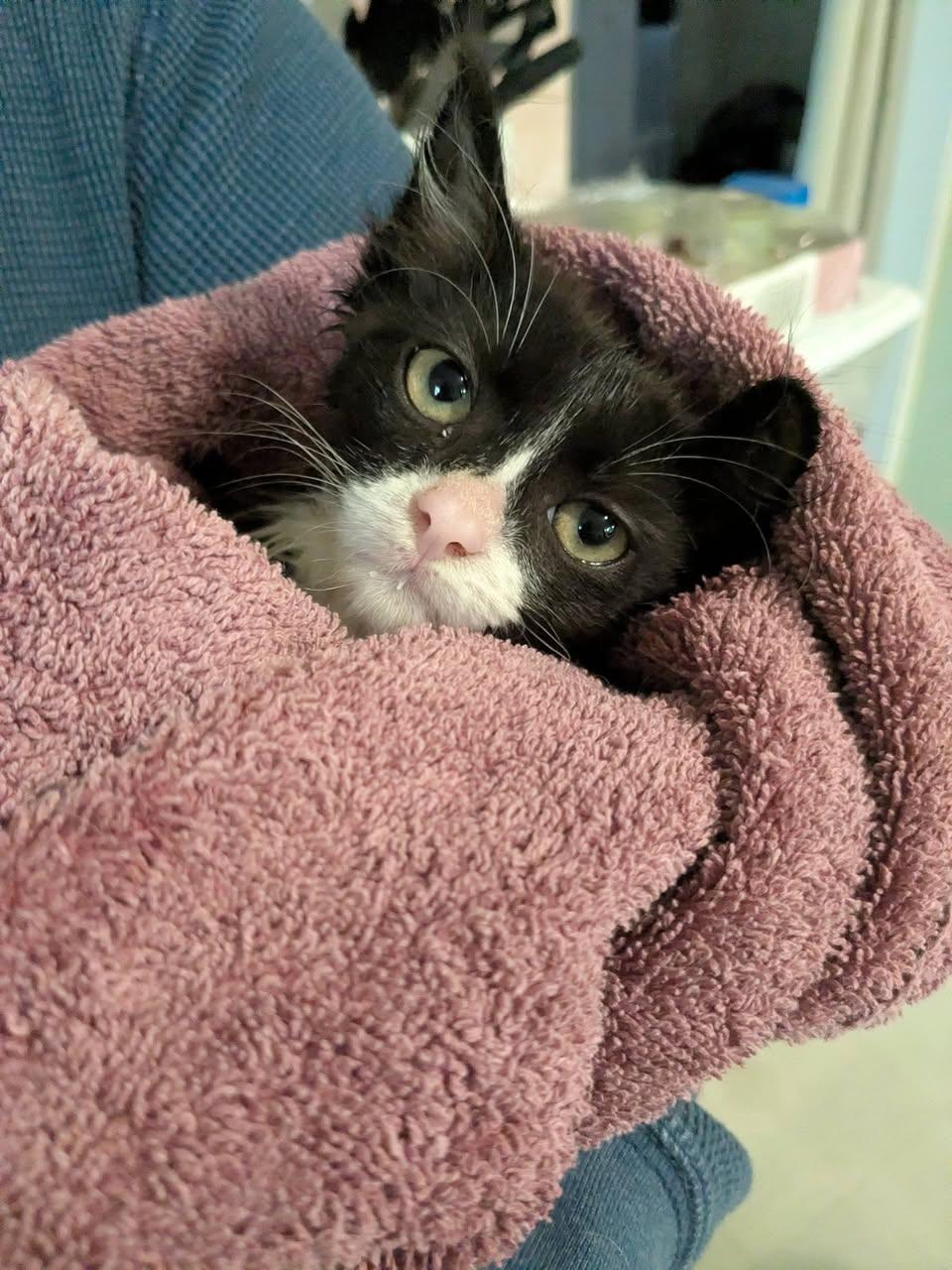 Sylvester - Kitten, Adopted, Kitten Male Domestic Short Hair.