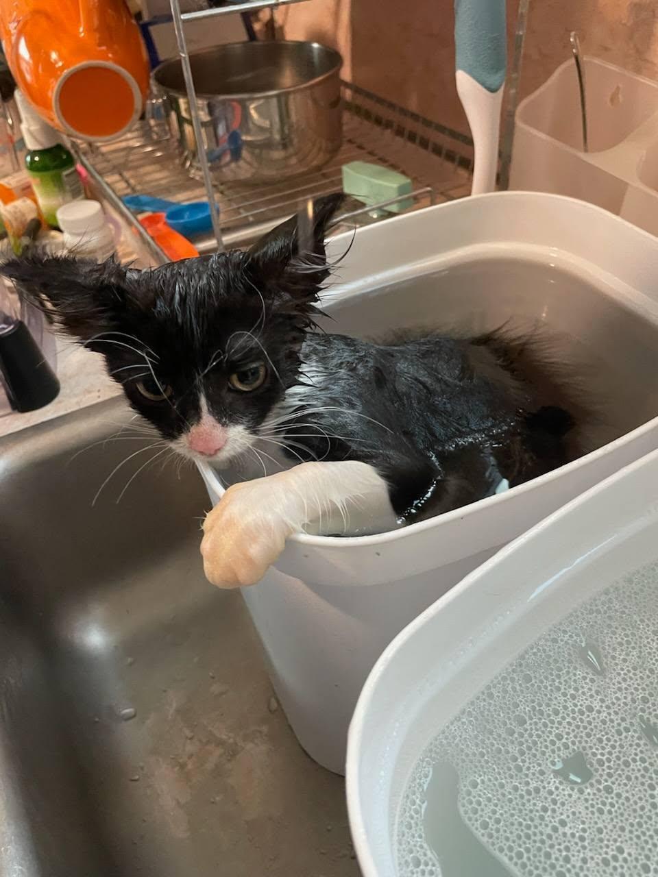 Sylvester - Kitten, a Adopted Domestic Short Hair in Enfield, CT image 2/2