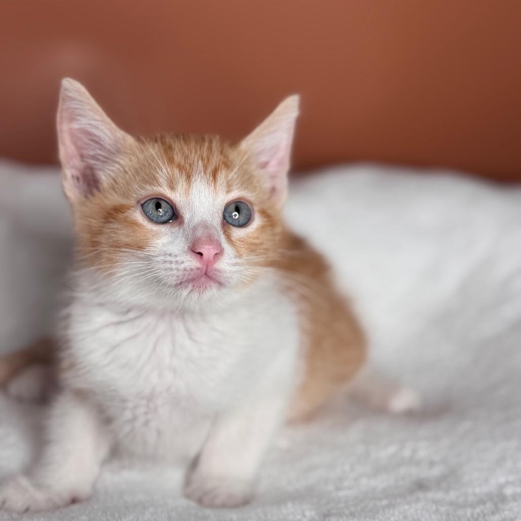 Peanut, Adoptable, Kitten Male Domestic Short Hair.