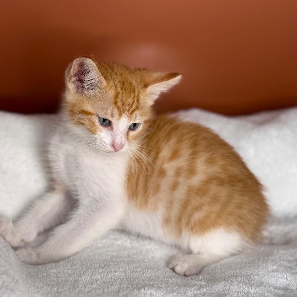 Enlarge Peanut, a Adoptable Domestic Short Hair in San Antonio, TX image 3/6