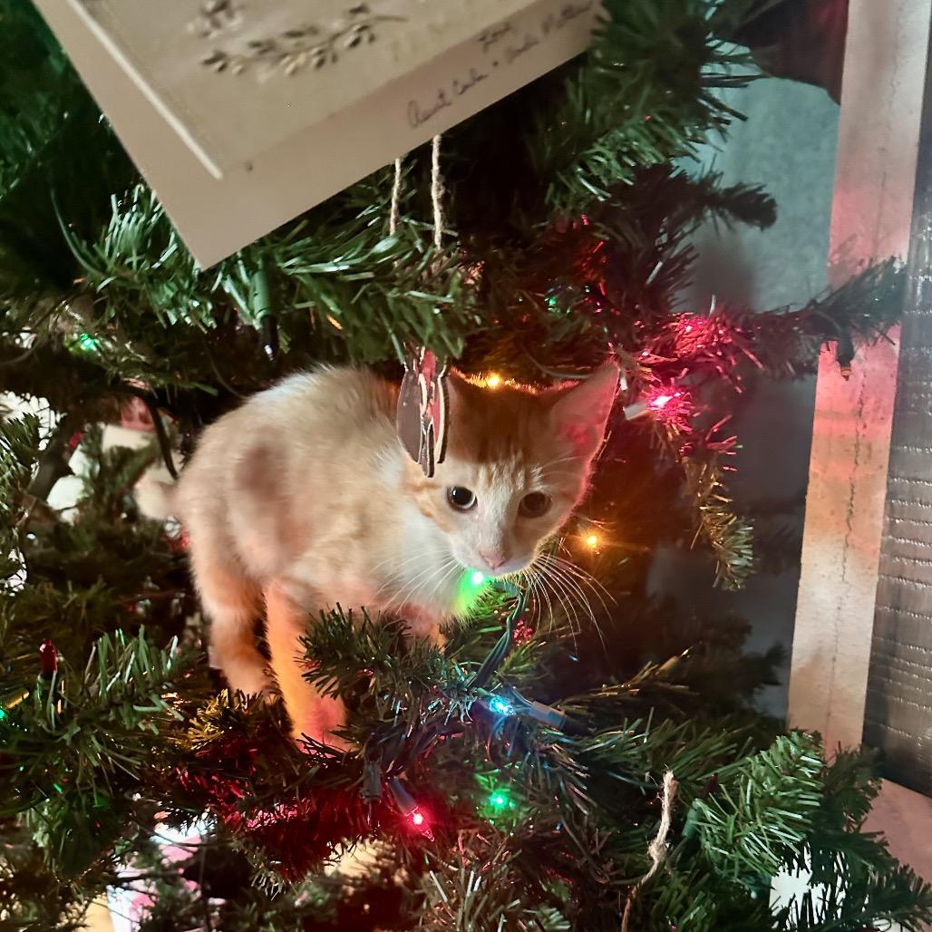 Enlarge Peanut, a Adoptable Domestic Short Hair in San Antonio, TX image 4/6