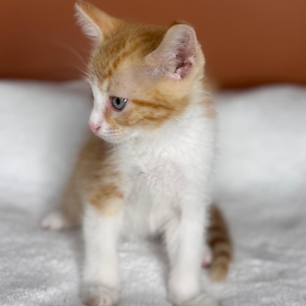 Enlarge Peanut, a Adoptable Domestic Short Hair in San Antonio, TX image 5/6