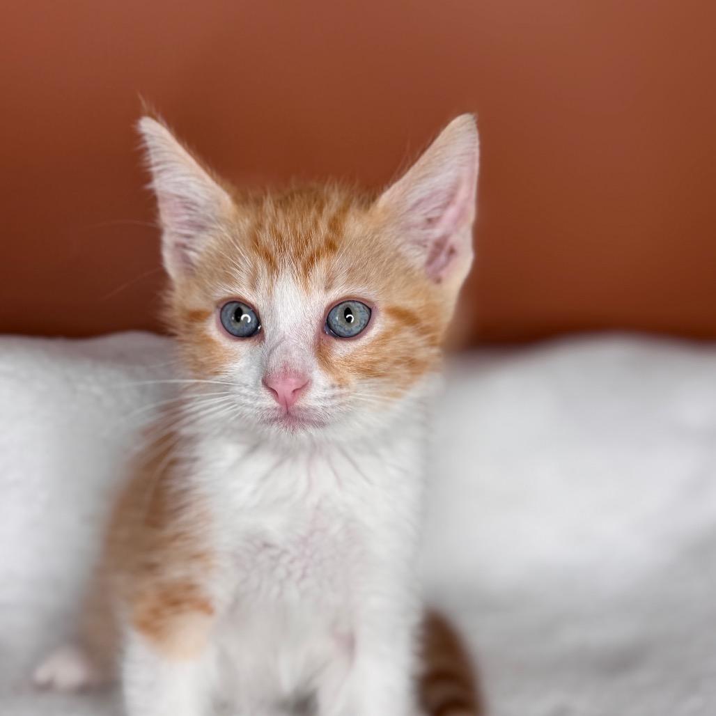 Enlarge Peanut, a Adoptable Domestic Short Hair in San Antonio, TX image 6/6