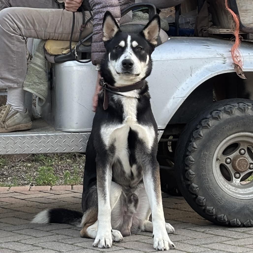 Dakota, Adoptable, Young Male Bernese Mountain Dog & Husky.