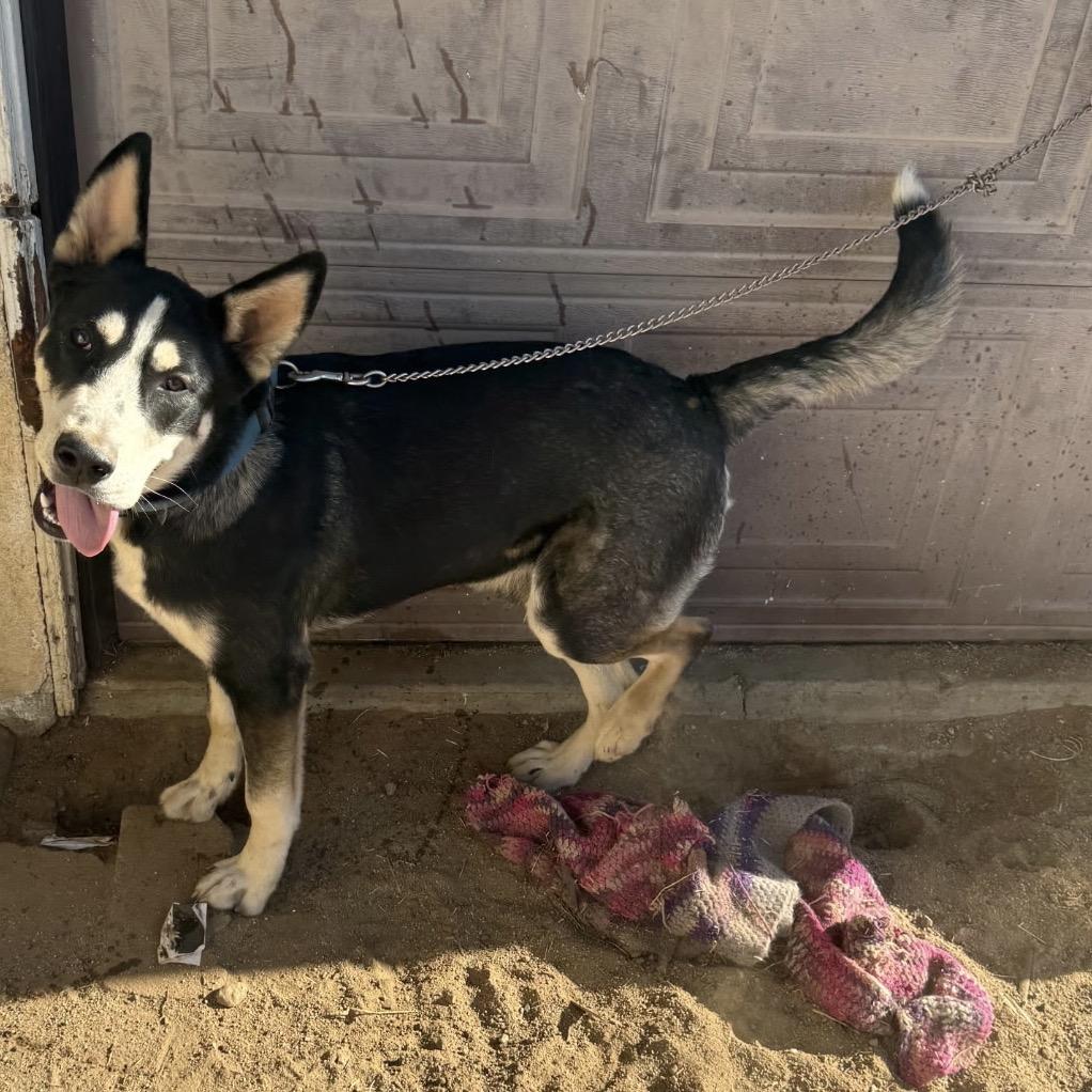 Dakota, Adoptable, Young Male Bernese Mountain Dog & Husky.