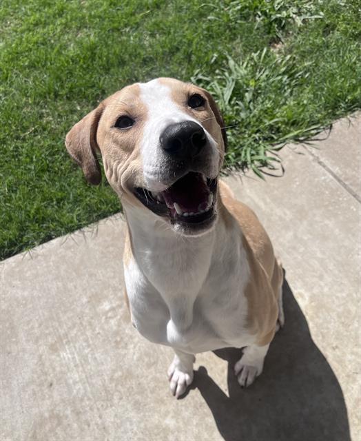 Enlarge HUNTER, a Adoptable mixed breed in Grand Prairie, TX image 1/1