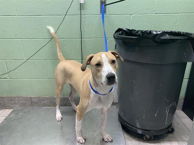 HUNTER, Adoptable, Young Male Pointer & American Staffordshire Terrier.