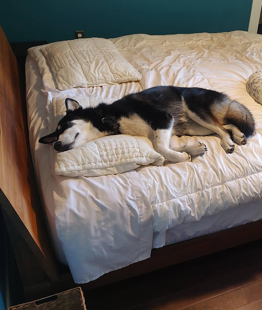 Bella, ADOPTABLE, Adult Female Siberian Husky.