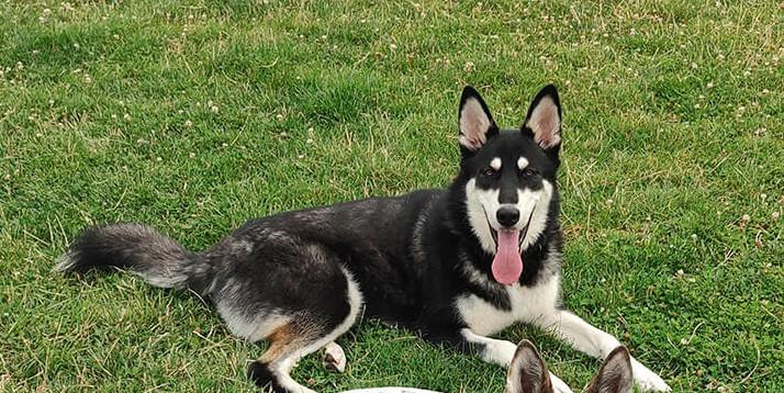 Bella, a ADOPTABLE Siberian Husky in Deer Park, WA image 3/3
