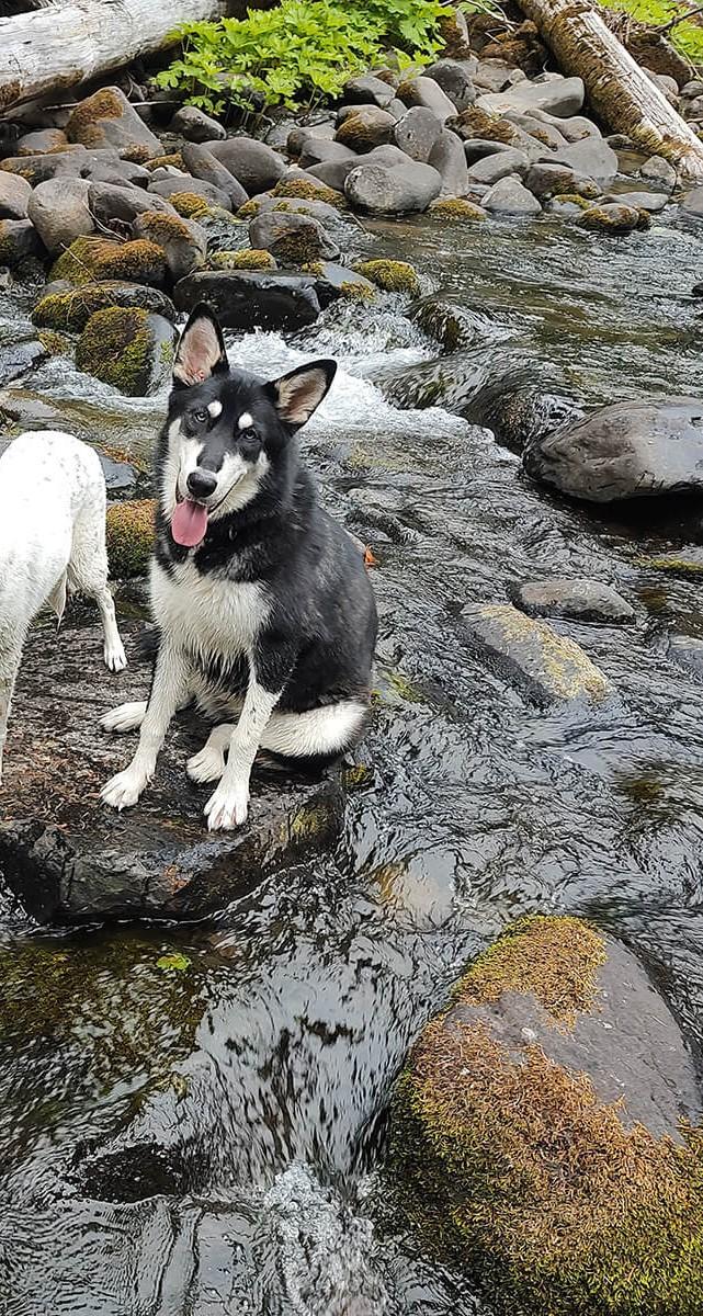 Bella, a ADOPTABLE Siberian Husky in Deer Park, WA image 2/3