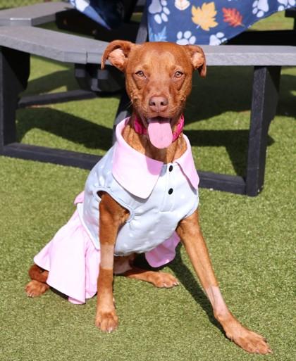 Enlarge Peach, a ADOPTABLE Mixed Breed in Athens, GA image 1/3