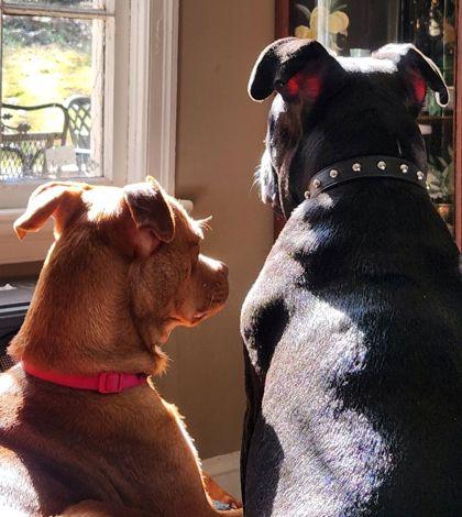 Peach, a ADOPTABLE Mixed Breed in Athens, GA image 2/4