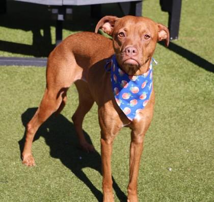 Peach, a ADOPTABLE Mixed Breed in Athens, GA image 3/4