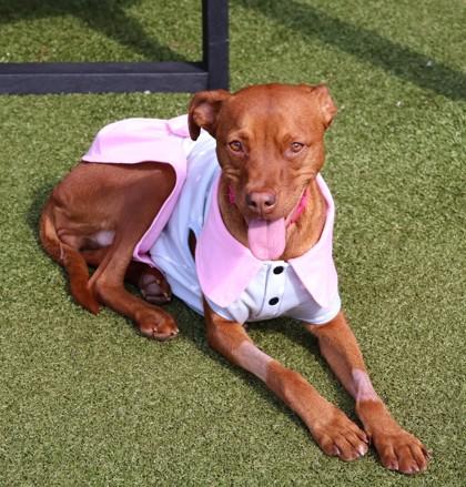 Peach, ADOPTABLE, Adult Male Mixed Breed.