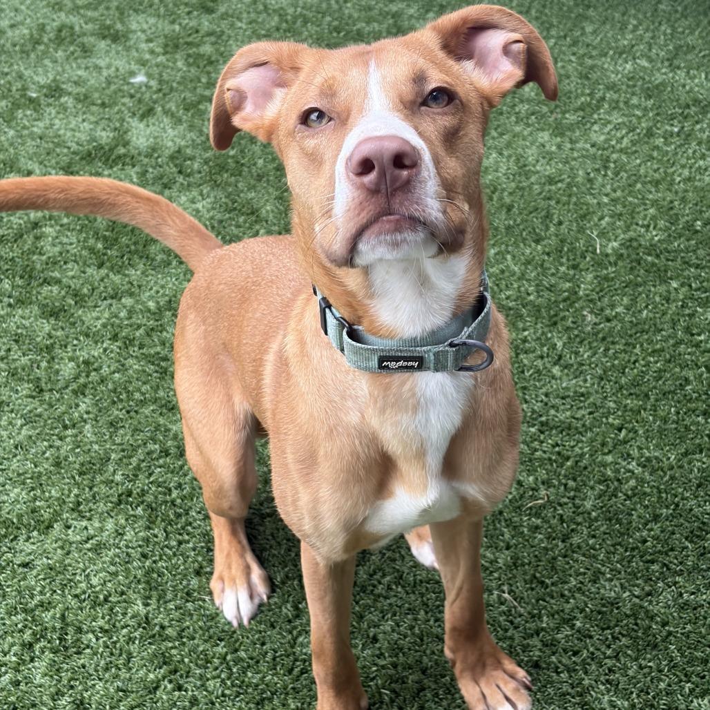 Enlarge Buddy, a Adoptable Mixed Breed in Chicago, IL image 1/5