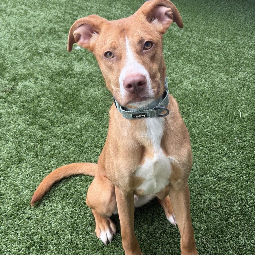 Enlarge Buddy, a Adoptable Mixed Breed in Chicago, IL image 2/5