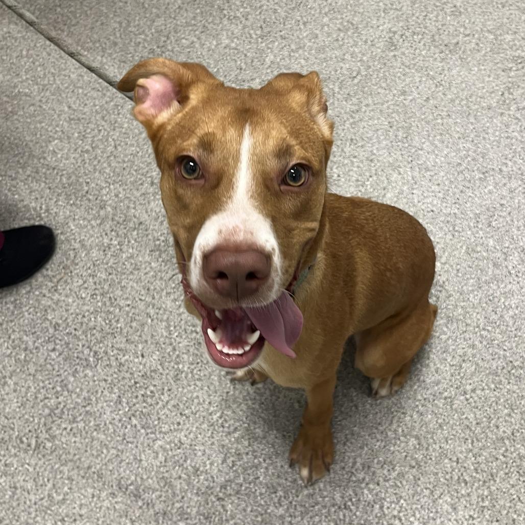 Enlarge Buddy, a Adoptable Mixed Breed in Chicago, IL image 3/5