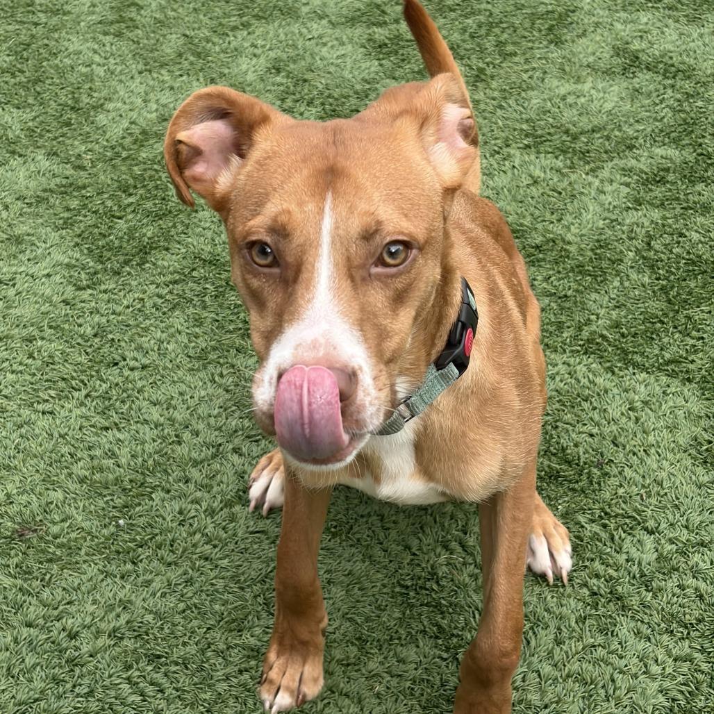 Enlarge Buddy, a Adoptable Mixed Breed in Chicago, IL image 4/5