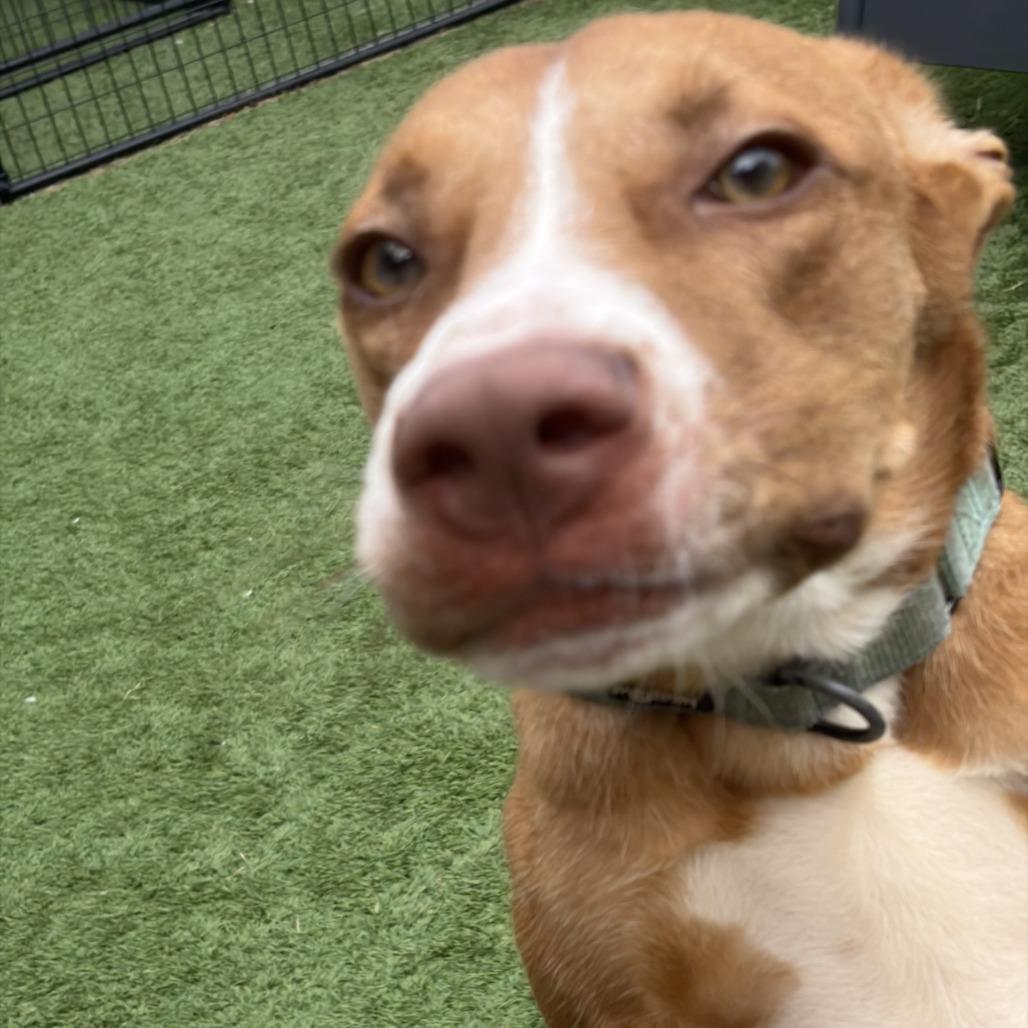 Enlarge Buddy, a Adoptable Mixed Breed in Chicago, IL image 5/5