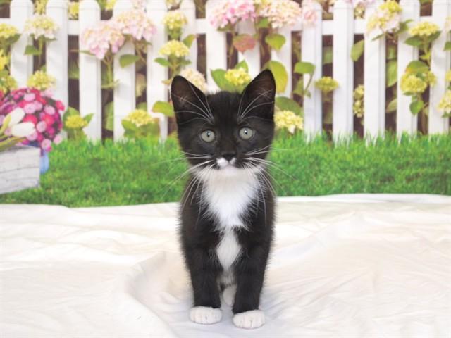MARGE, Adoptable, Kitten Female Domestic Medium Hair & Domestic Short Hair.