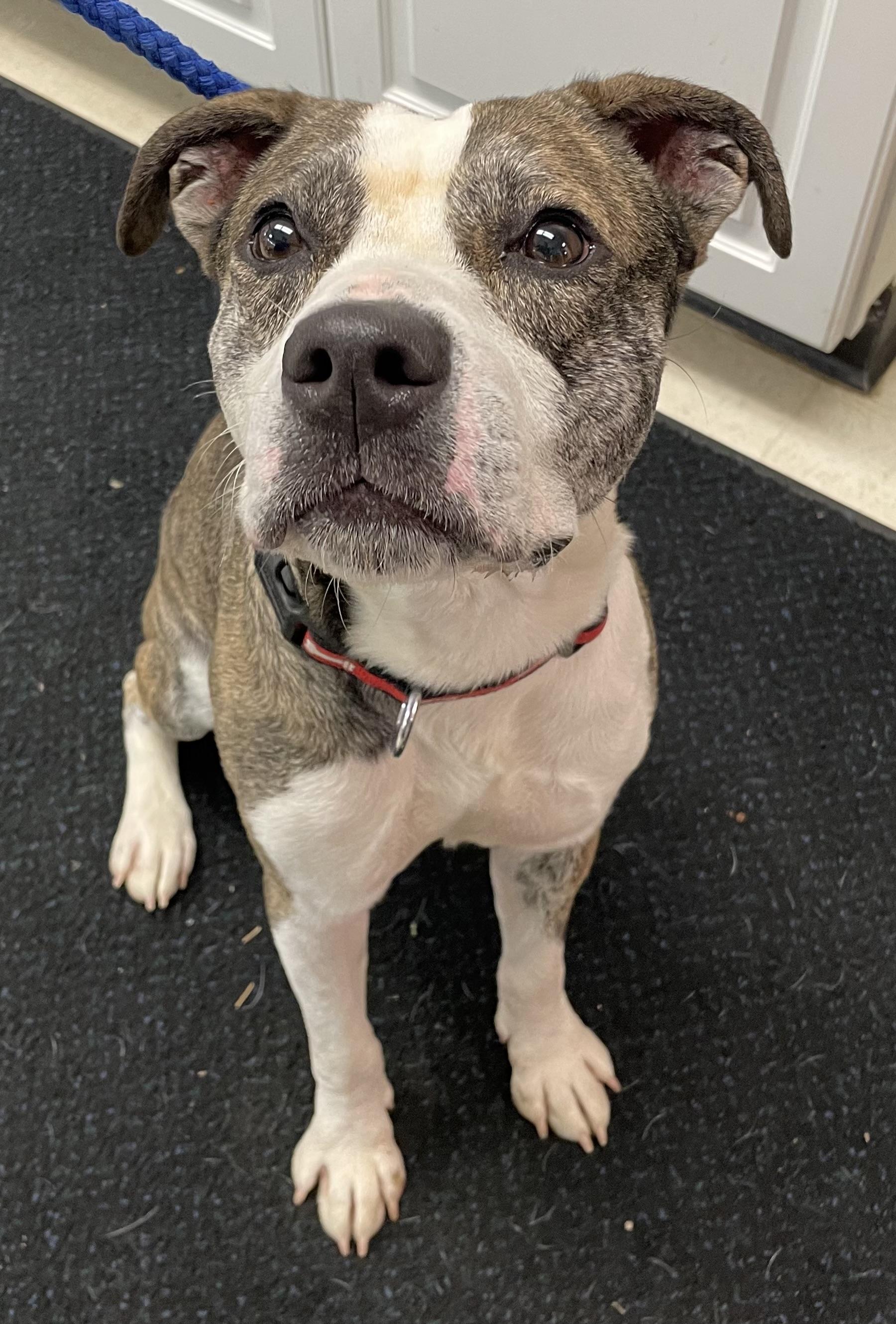 Enlarge Kane AVAILABLE, a ADOPTABLE American Staffordshire Terrier in Canton, OH image 2/4