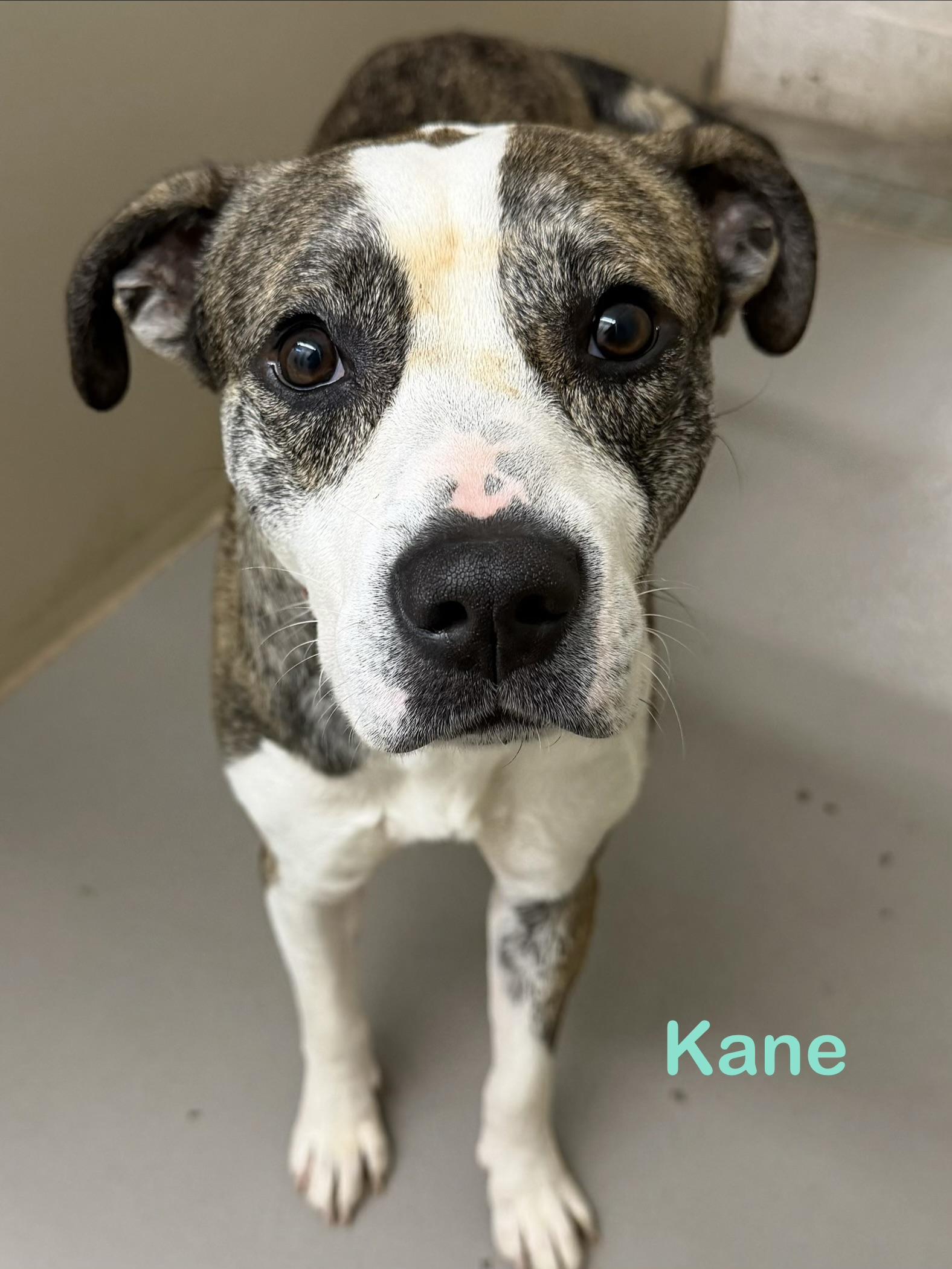 Enlarge Kane AVAILABLE, a ADOPTABLE American Staffordshire Terrier in Canton, OH image 3/4