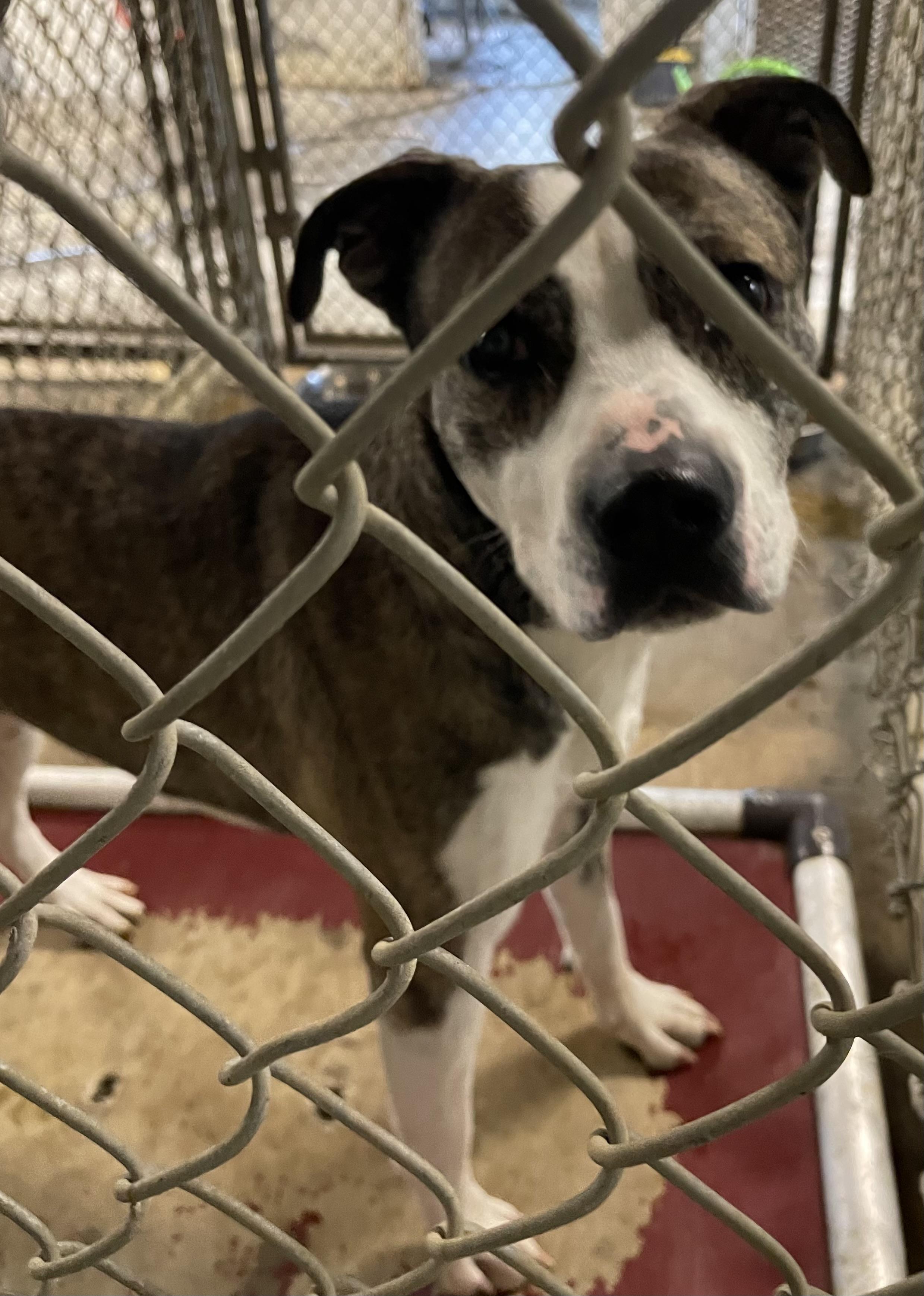 Enlarge Kane AVAILABLE, a ADOPTABLE American Staffordshire Terrier in Canton, OH image 4/4