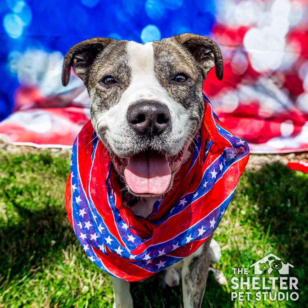 Enlarge Kane AVAILABLE, a ADOPTABLE American Staffordshire Terrier in Canton, OH image 1/4